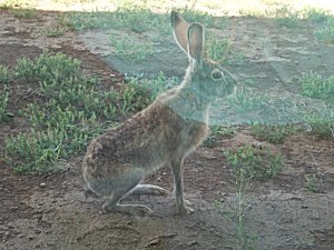 rabbitnamedjack